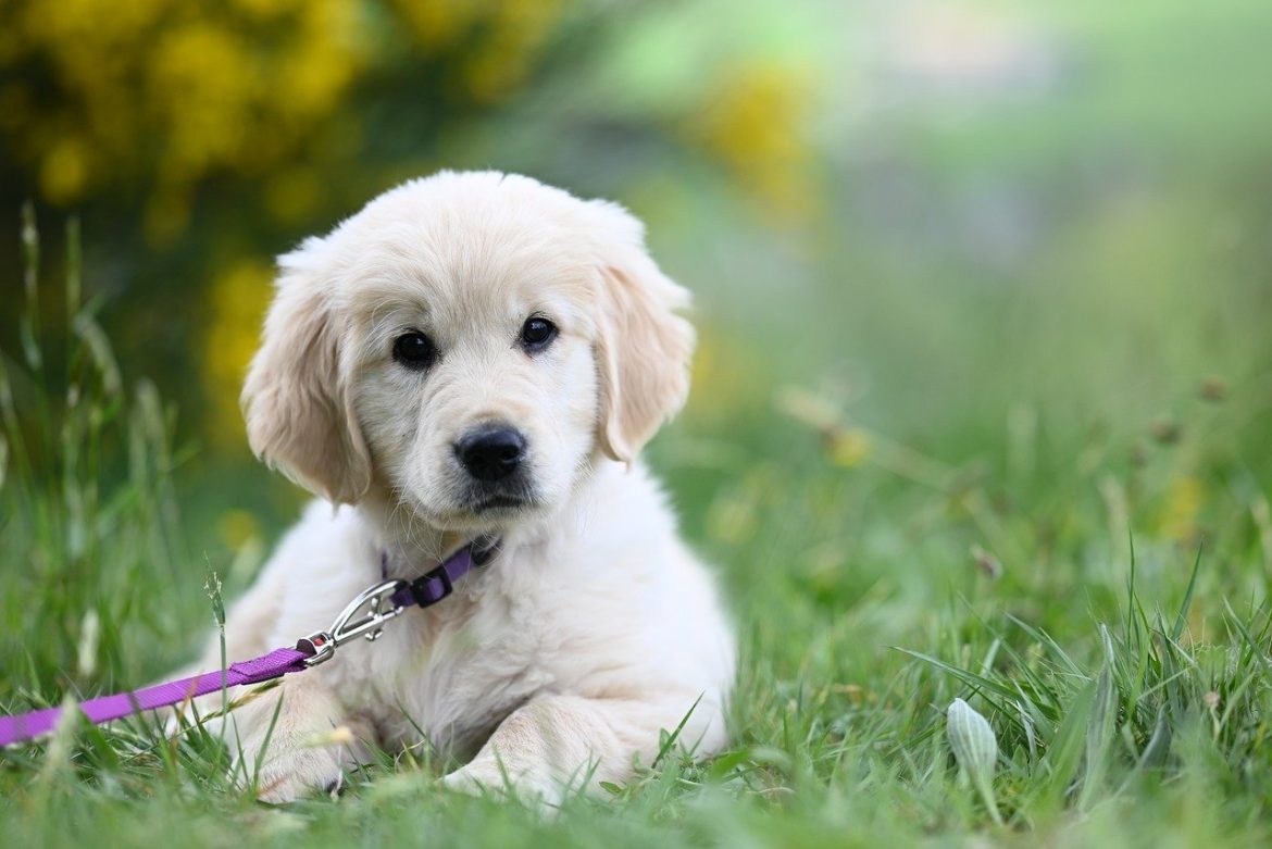 Ultimate Guide for Golden Retriever Puppy Care