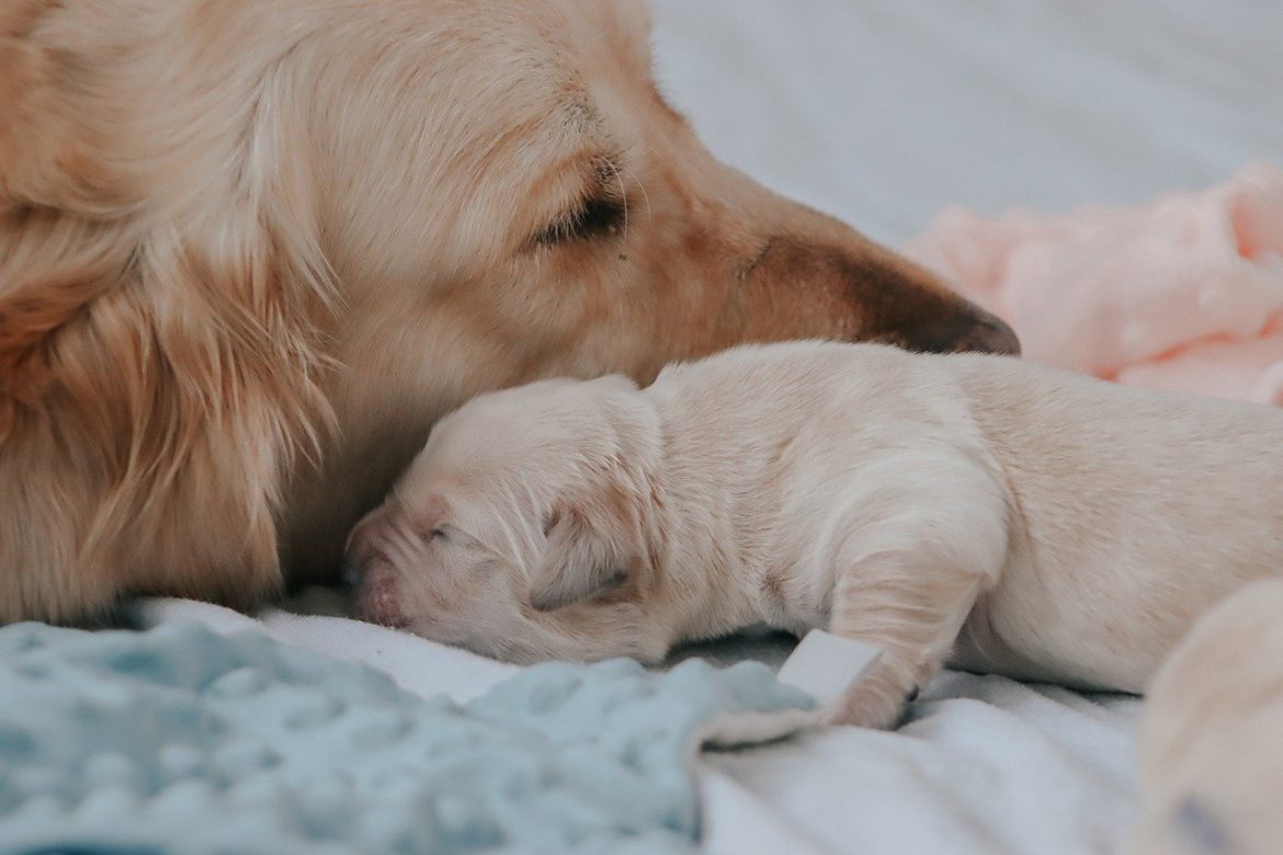 The Golden Beginning