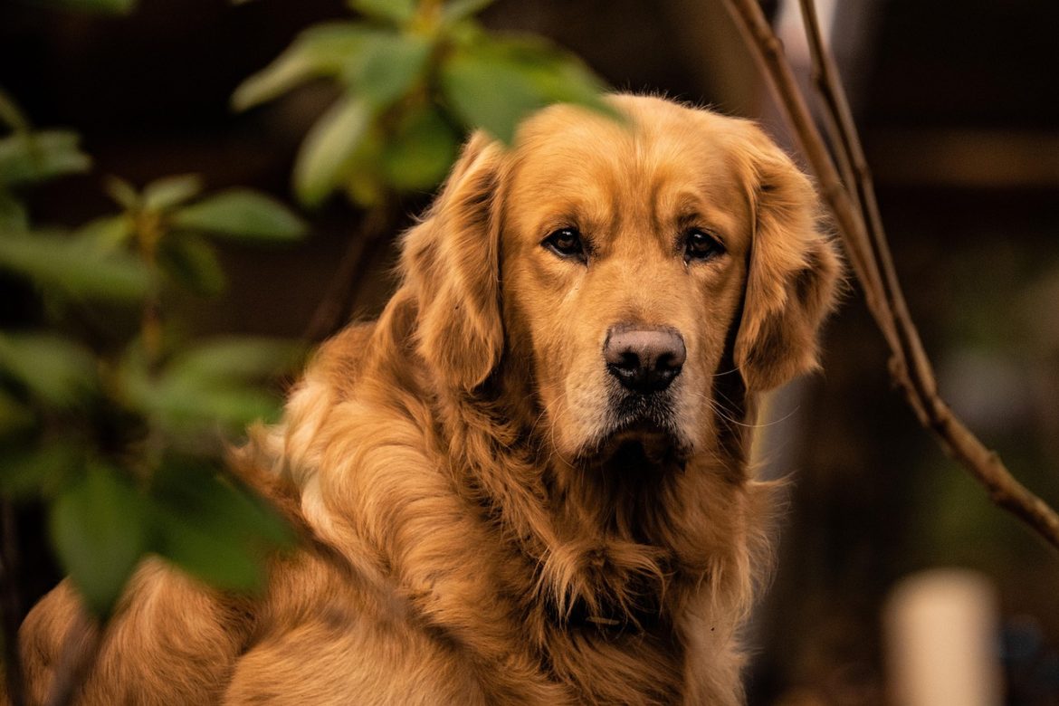 Solving Golden Retriever Barking Issues