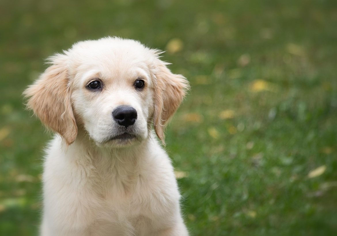 Adorable Golden Retriever Puppy
