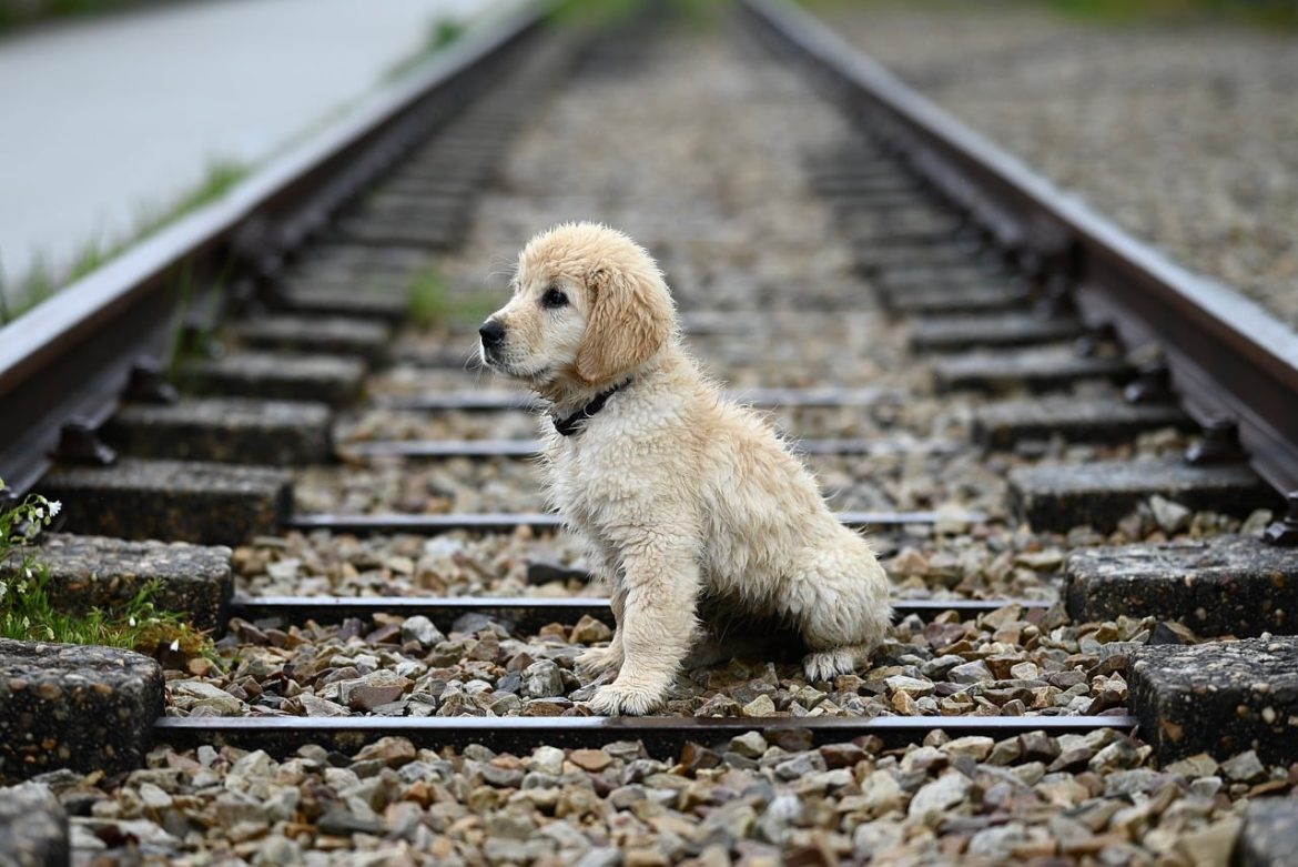 Golden Retriever Separation Anxiety: Coping Strategies Revealed