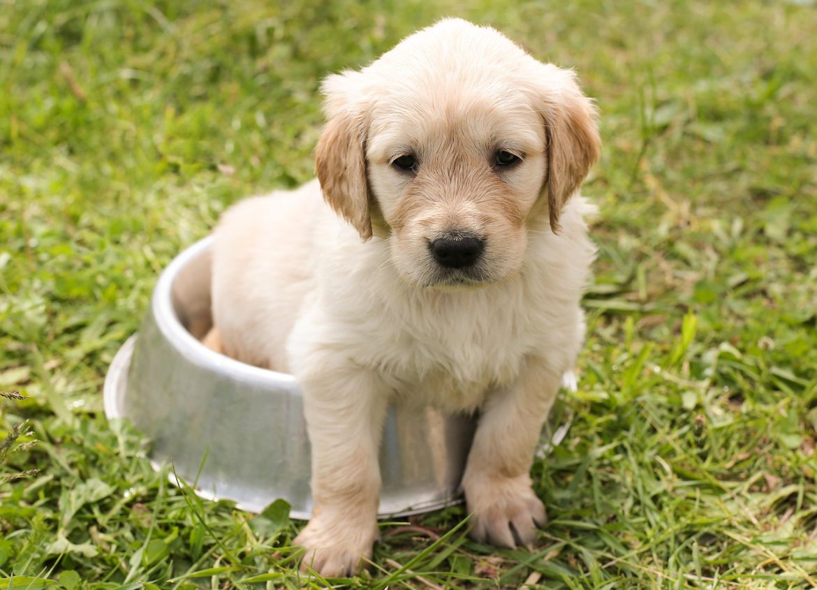 Golden Retriever's guide to soothing sensitive stomachs