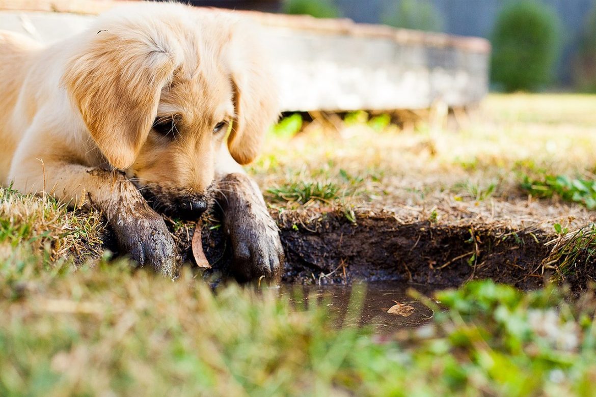 Dangerous Foods for Golden Retrievers