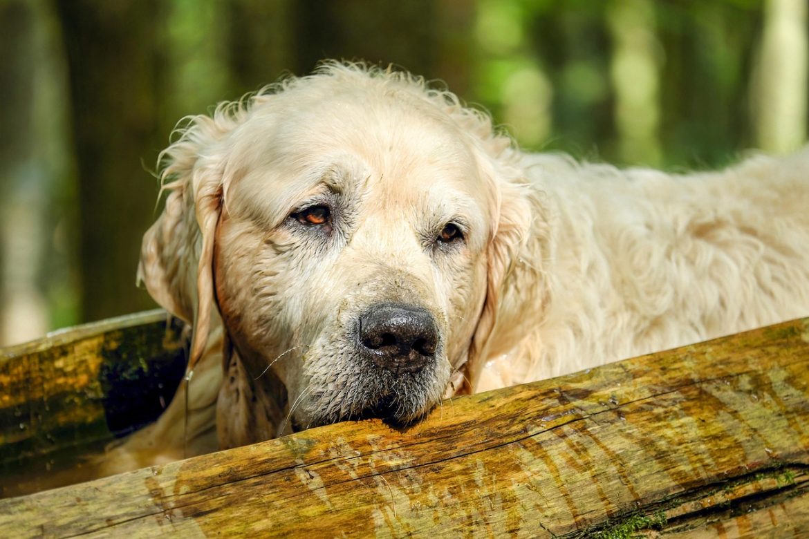 Mastering Leash Training with Your Golden Retriever