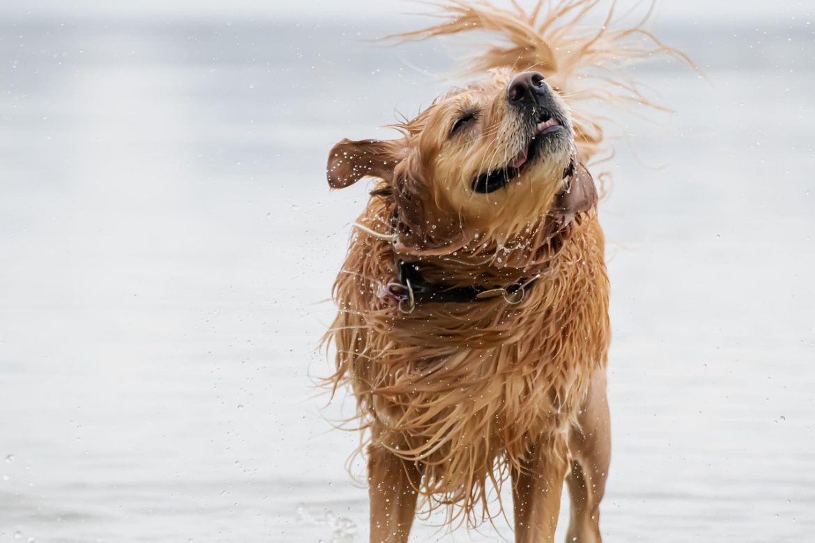 Unlock Your Golden Retriever's Potential