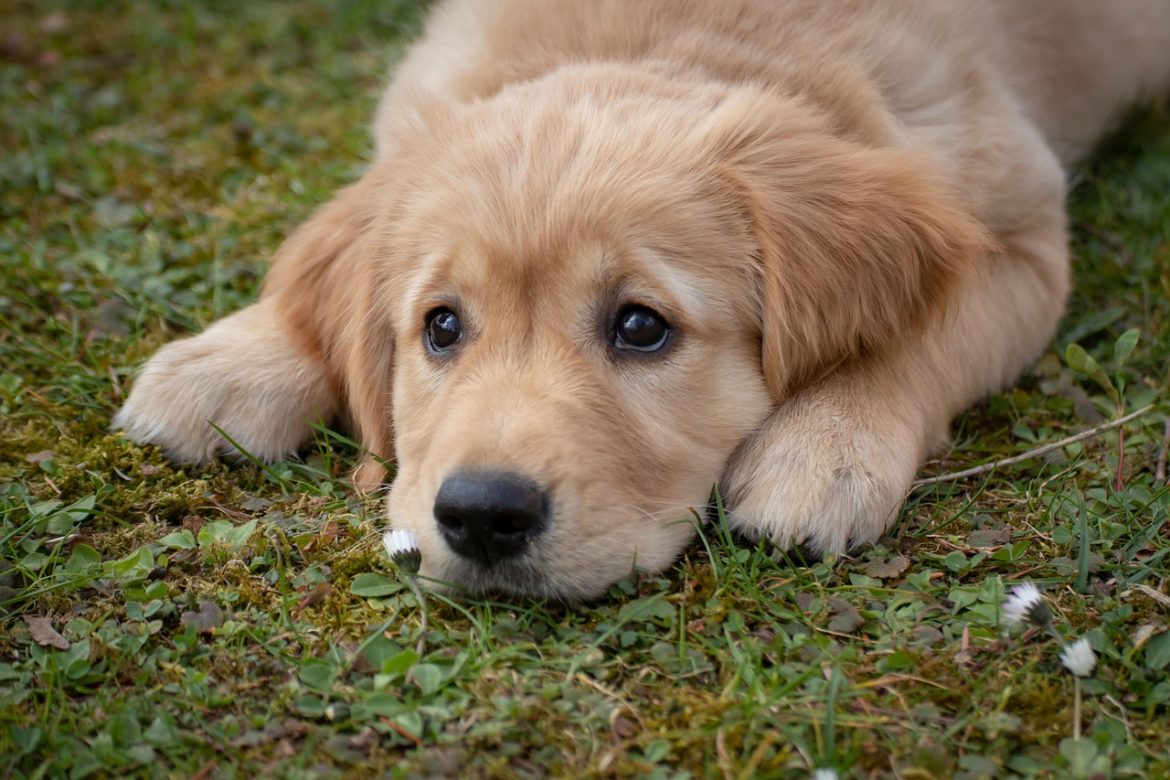 Ultimate Guide: Golden Retriever Puppy Feeding Chart