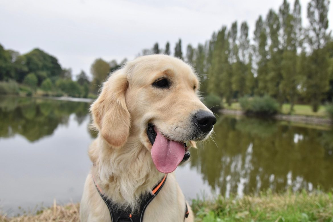 The Ultimate Dry Food for Golden Retrievers