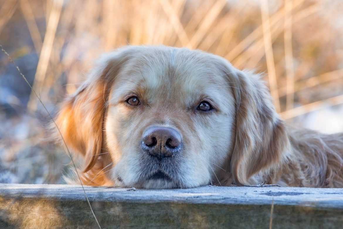 From Adorable Pup to Majestic Golden: Unveiling the Growth Journey of a Retriever
